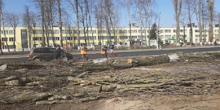 Зачем в Пинске спилили больше 30 тополей? Ответ коммунальщиков