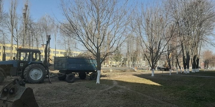 Зачем в Пинске спилили больше 30 тополей? Ответ коммунальщиков