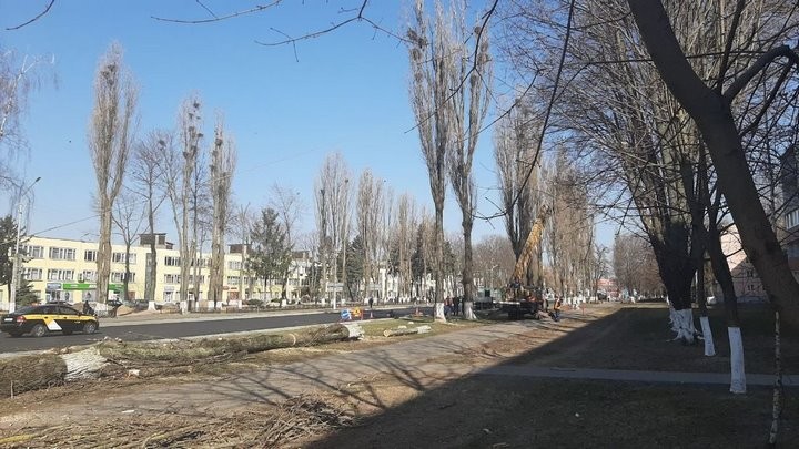 Зачем в Пинске спилили больше 30 тополей? Ответ коммунальщиков
