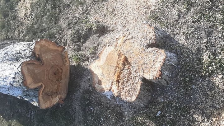 Зачем в Пинске спилили больше 30 тополей? Ответ коммунальщиков