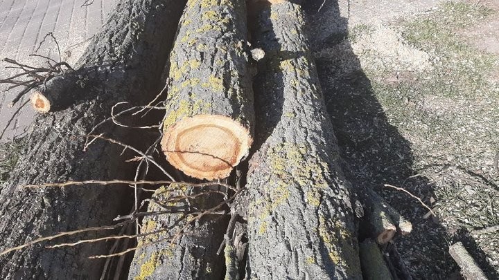 Зачем в Пинске спилили больше 30 тополей? Ответ коммунальщиков