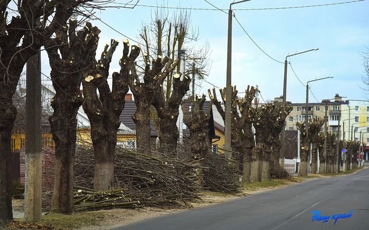 Почему в Барановичах обрезали ясеневую аллею по одной стороне улицы