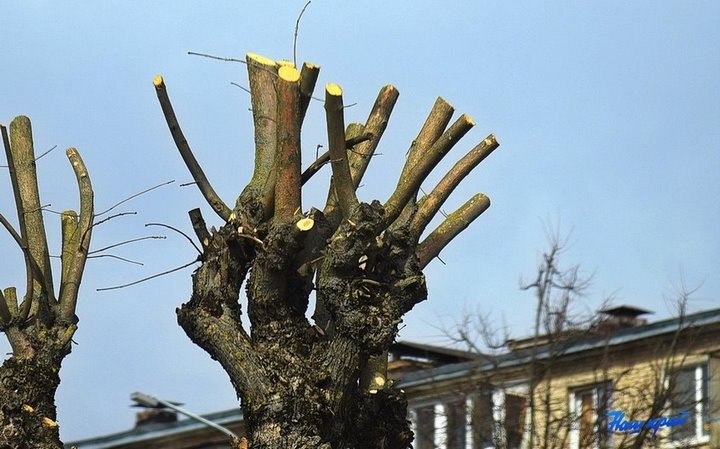 Почему в Барановичах обрезали ясеневую аллею по одной стороне улицы