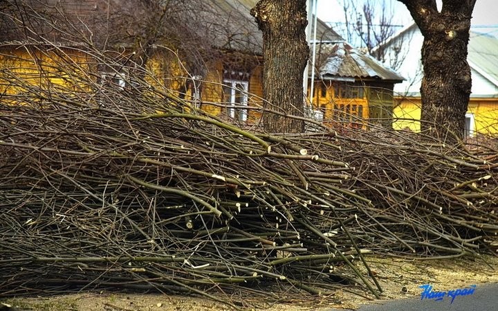 Почему в Барановичах обрезали ясеневую аллею по одной стороне улицы
