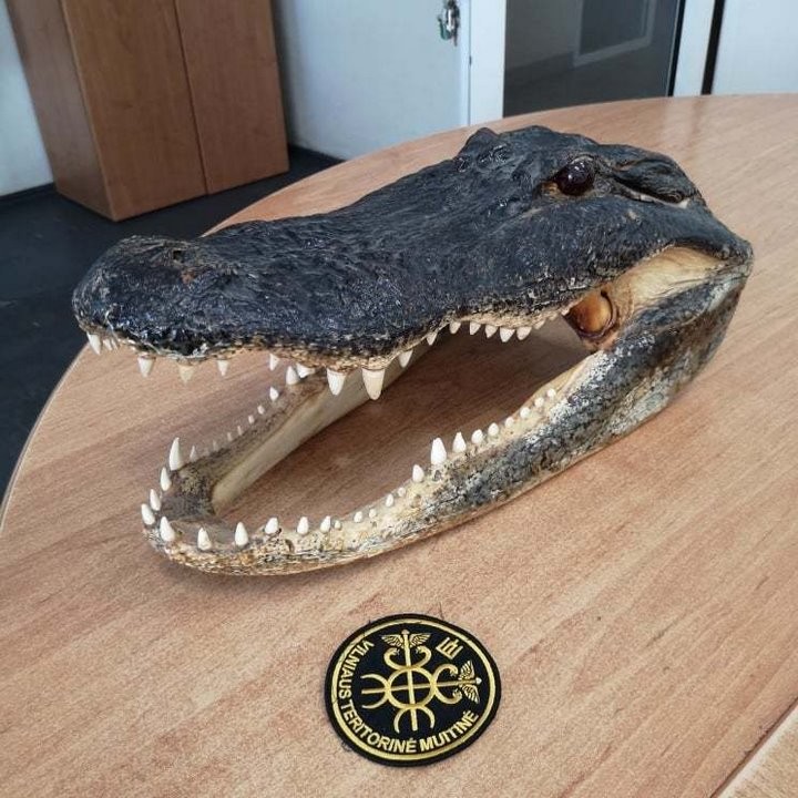 В Беларусь пытались зачем-то вывезти голову аллигатора. Таможенники в замешательстве: так можно было?