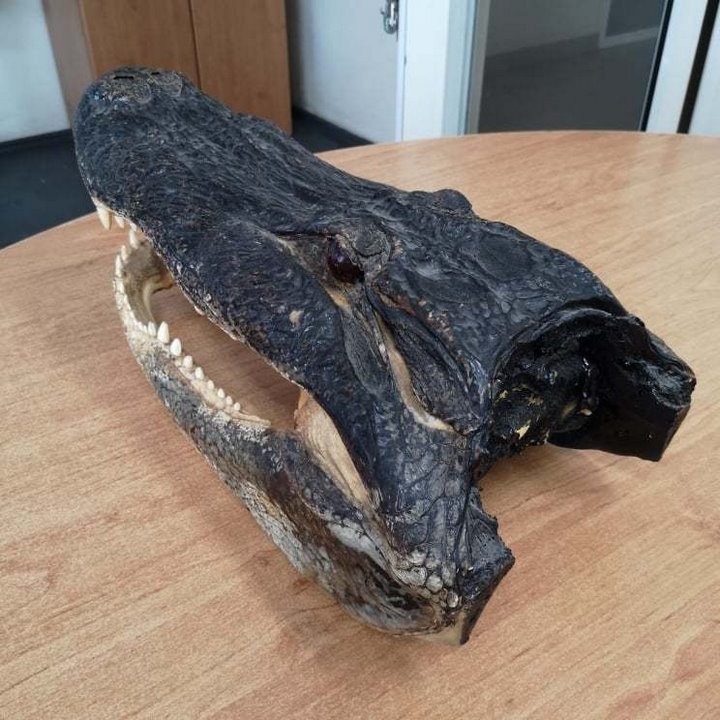 В Беларусь пытались зачем-то вывезти голову аллигатора. Таможенники в замешательстве: так можно было?