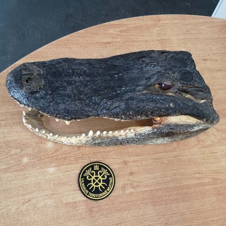 В Беларусь пытались зачем-то вывезти голову аллигатора. Таможенники в замешательстве: так можно было?