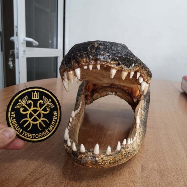 В Беларусь пытались зачем-то вывезти голову аллигатора. Таможенники в замешательстве: так можно было?