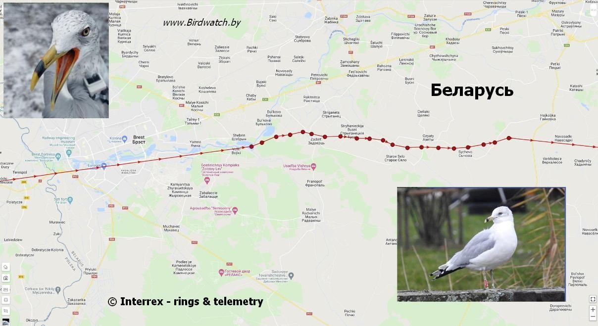 В Беларуси замечена новая птица. И она вела себя странно