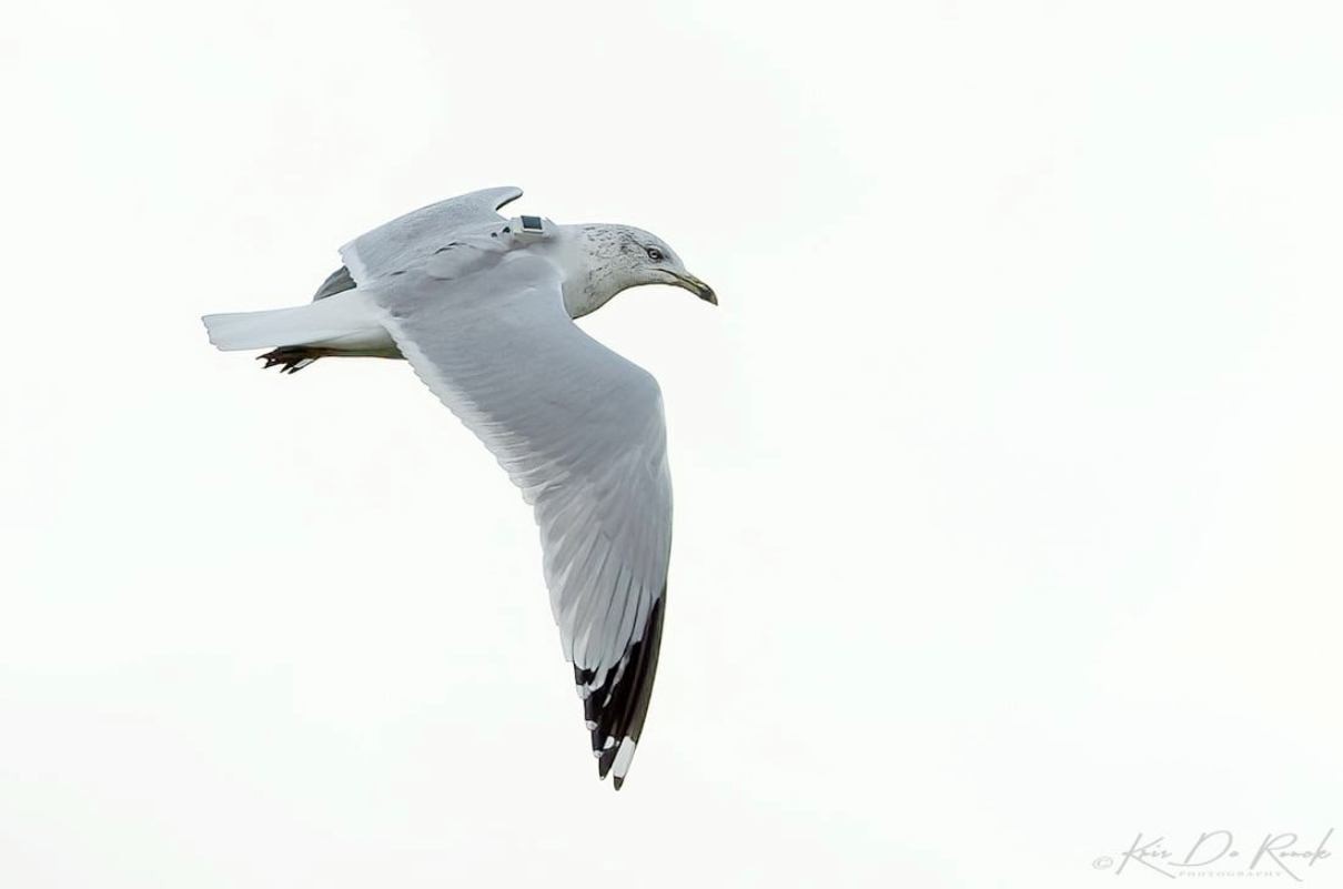 В Беларуси замечена новая птица. И она вела себя странно