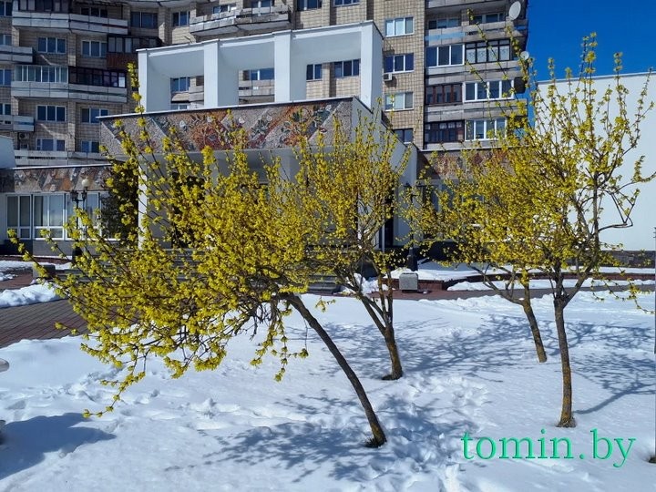 В Бресте расцвела форзиция… на снегу