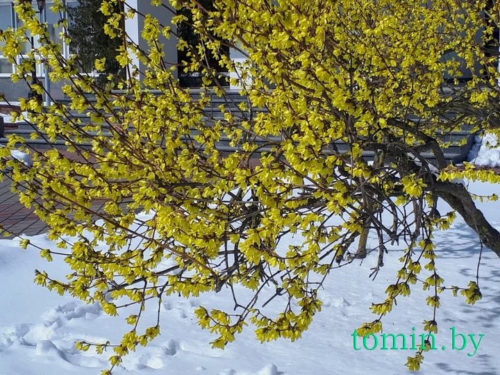 В Бресте расцвела форзиция… на снегу