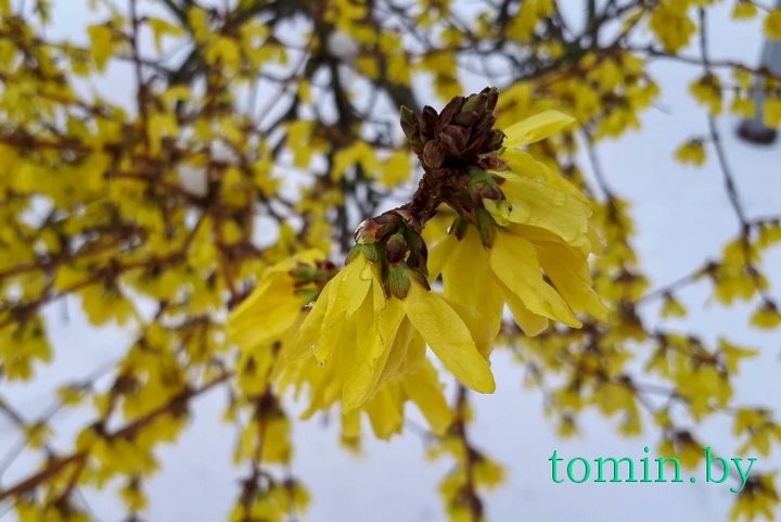 В Бресте расцвела форзиция… на снегу