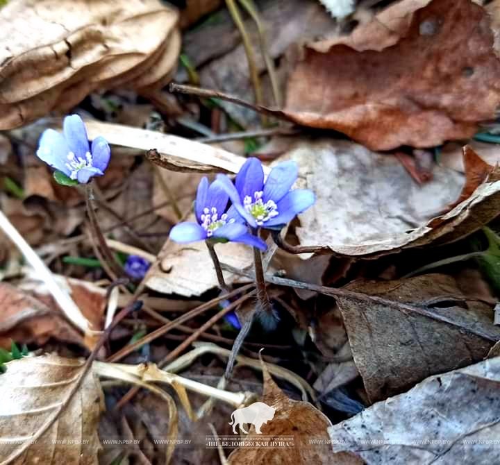 Весна пришла в Беловежскую пущу