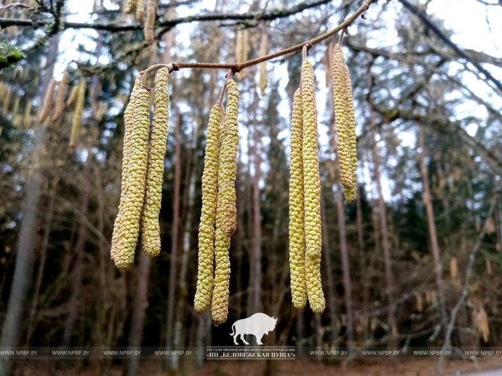 Весна пришла в Беловежскую пущу
