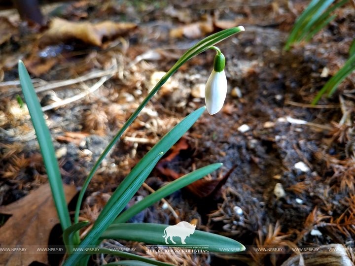 Весна пришла в Беловежскую пущу