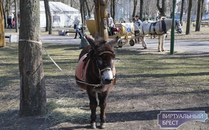 В Бресте провели Масленицу. Фоторепортаж