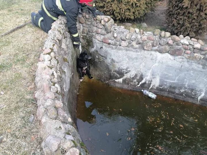 В Брестской области спасатели помогли животным, оказавшимся в беде