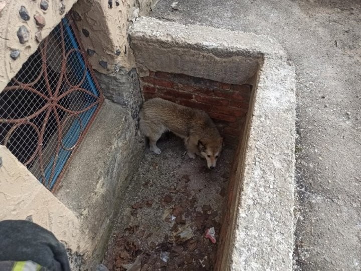 В Брестской области спасатели помогли животным, оказавшимся в беде