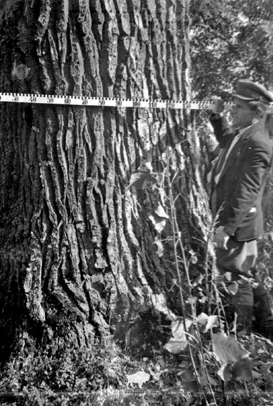 В Беловежской пуще измерили дуб-великан