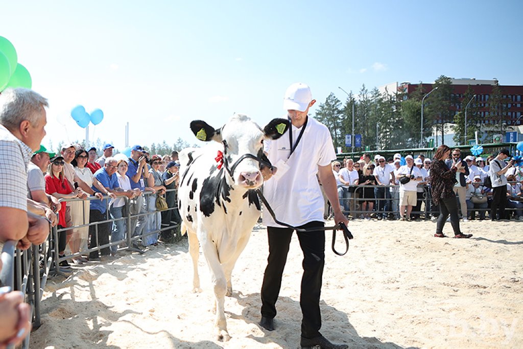 В Беларуси выбрали лучшую корову страны. За титул боролись 24 «конкурсантки» из всех регионов