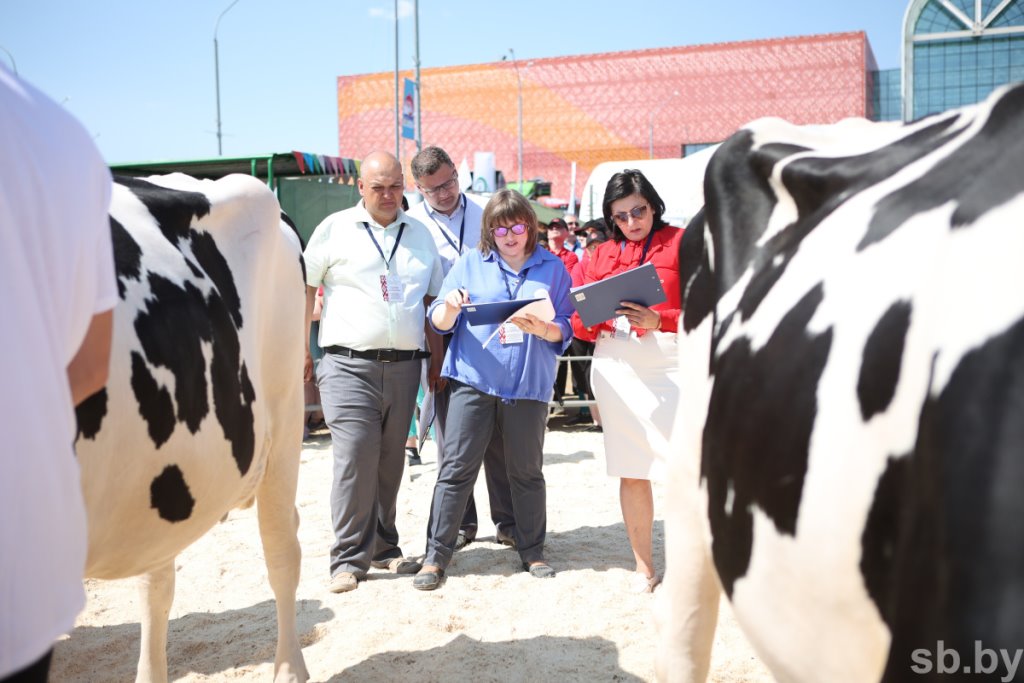 В Беларуси выбрали лучшую корову страны. За титул боролись 24 «конкурсантки» из всех регионов