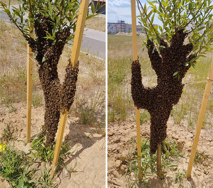 Рой пчел оккупировал иву в Барановичах. Фотофакт
