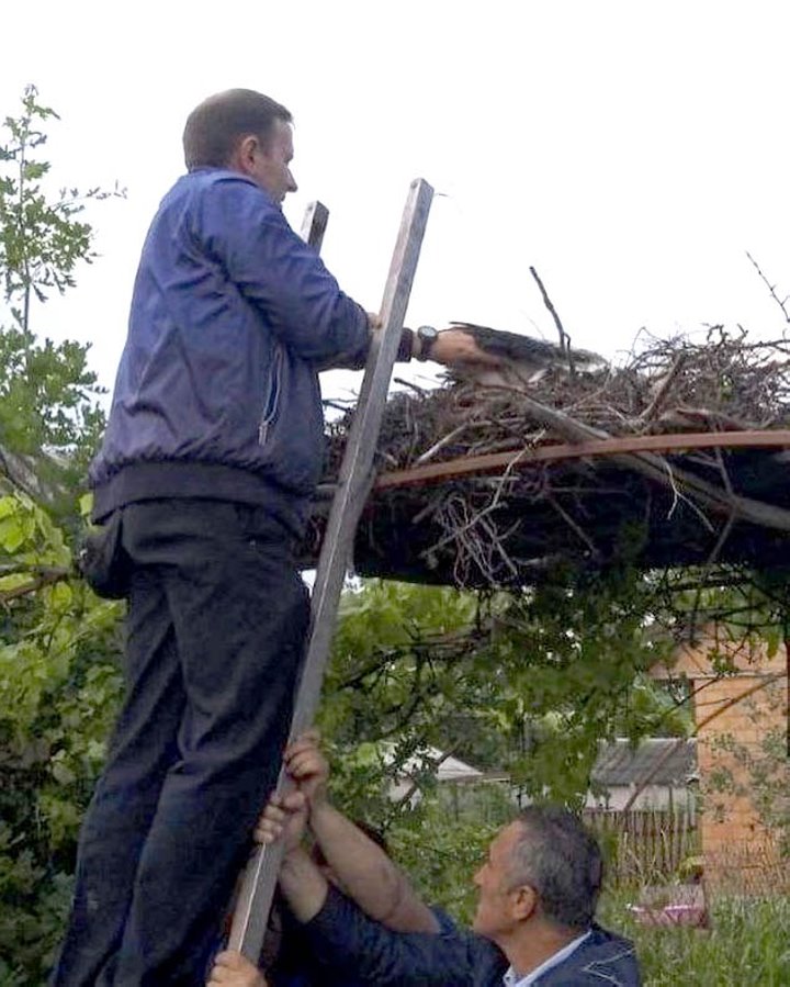 Как жители Пинского района спасают попавших в беду аистов