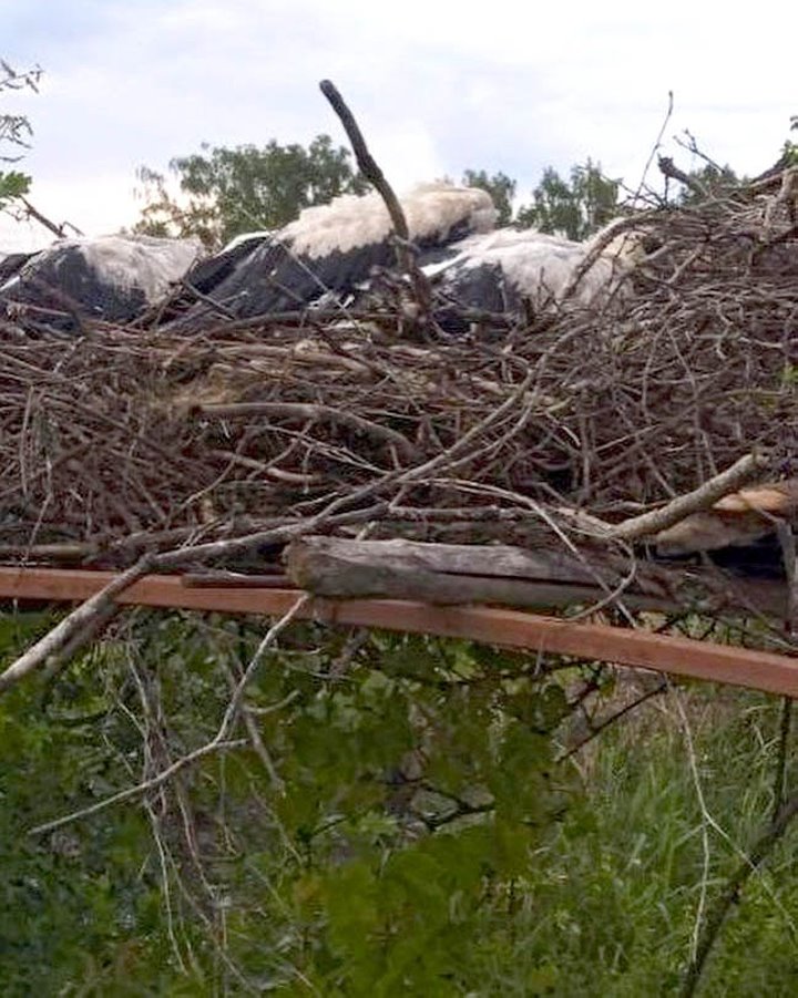 Как жители Пинского района спасают попавших в беду аистов