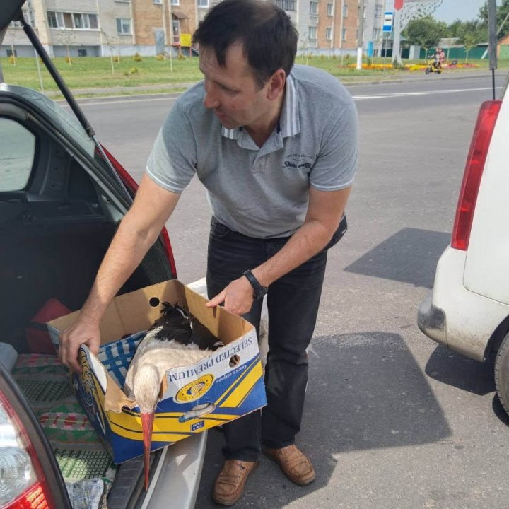 Как жители Пинского района спасают попавших в беду аистов