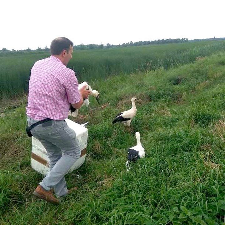 Как жители Пинского района спасают попавших в беду аистов
