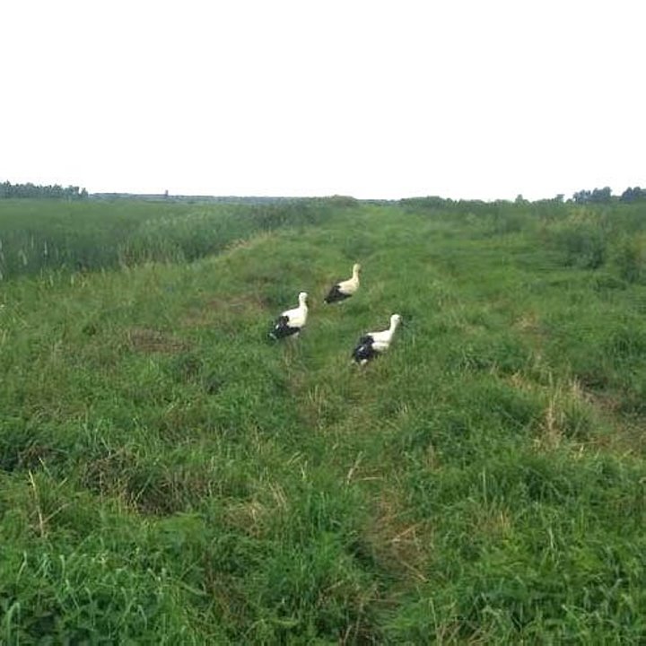 Как жители Пинского района спасают попавших в беду аистов