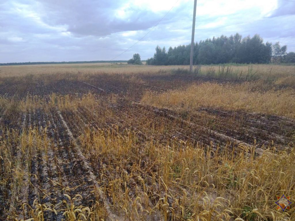 В Каменецком районе работники МЧС спасли более 120 га посевов озимой пшеницы