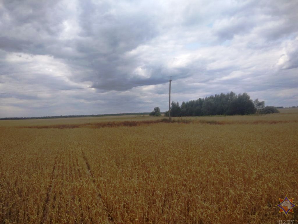 В Каменецком районе работники МЧС спасли более 120 га посевов озимой пшеницы