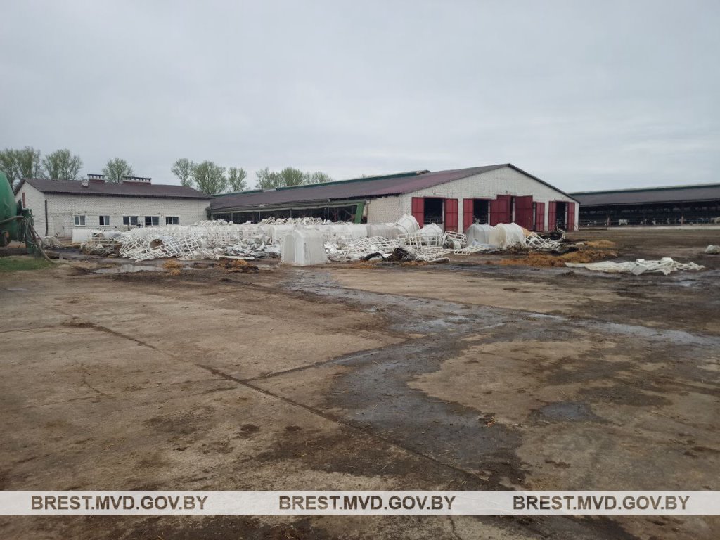 В Брестской области погибло 5 голов молодняка. Как это произошло