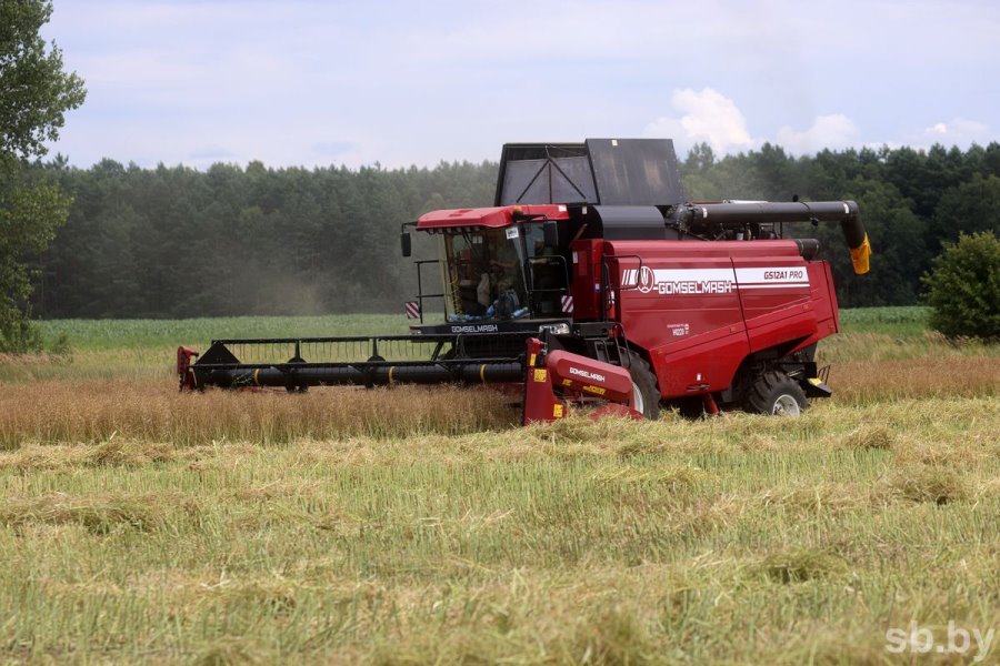 Посмотрели, как возле Бреста убирают озимый рапс