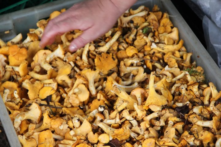 В четыре раза дороже: белорусские лисички появились в магазинах Германии