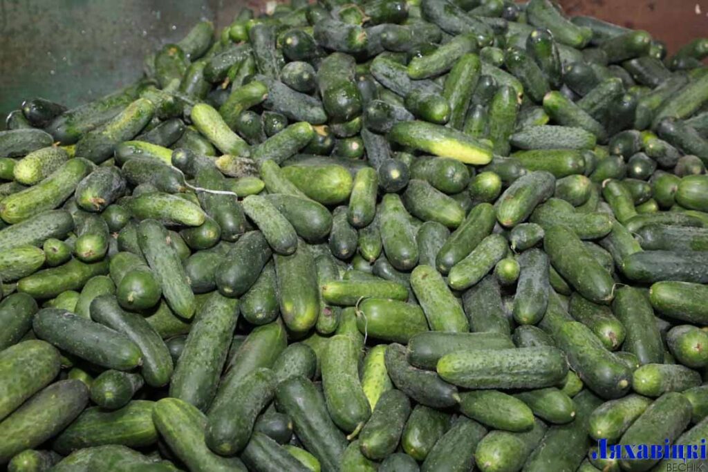 Глядзіце, як на Ляхавіцкім кансервавым заводзе закручваюць маласольныя агуркі