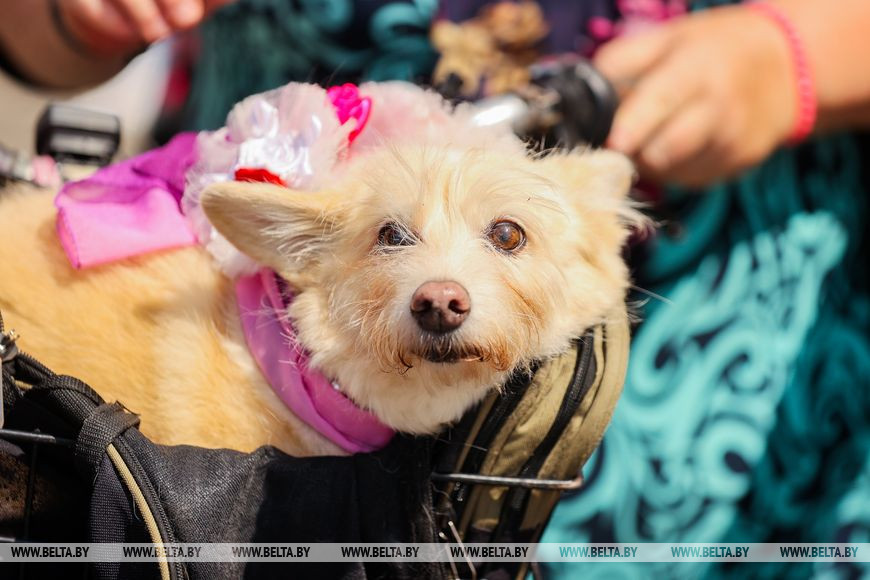 Велопарад на шпильках стал украшением Дня города Бреста