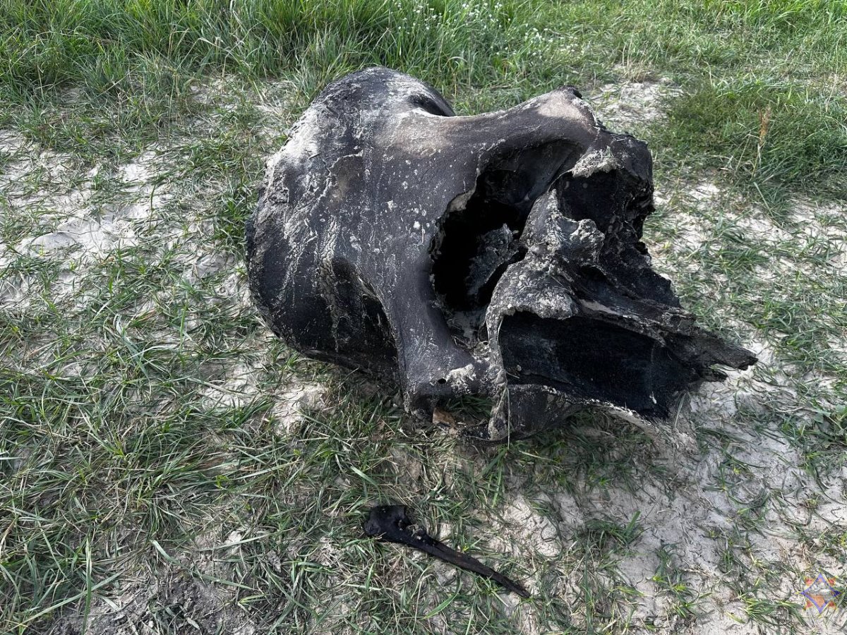 В Беларуси нашли останки мамонта