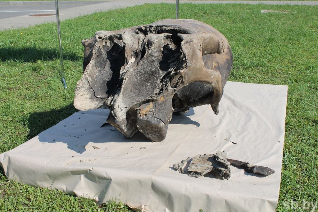 Найденному в Ветковском районе черепу мамонта больше 20 тысяч лет