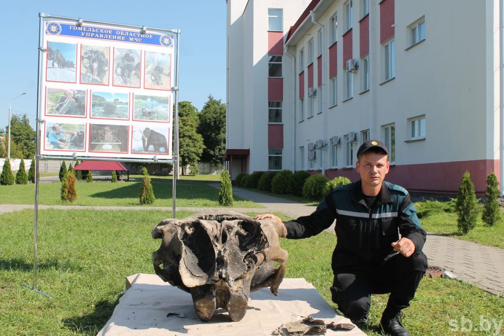 Найденному в Ветковском районе черепу мамонта больше 20 тысяч лет