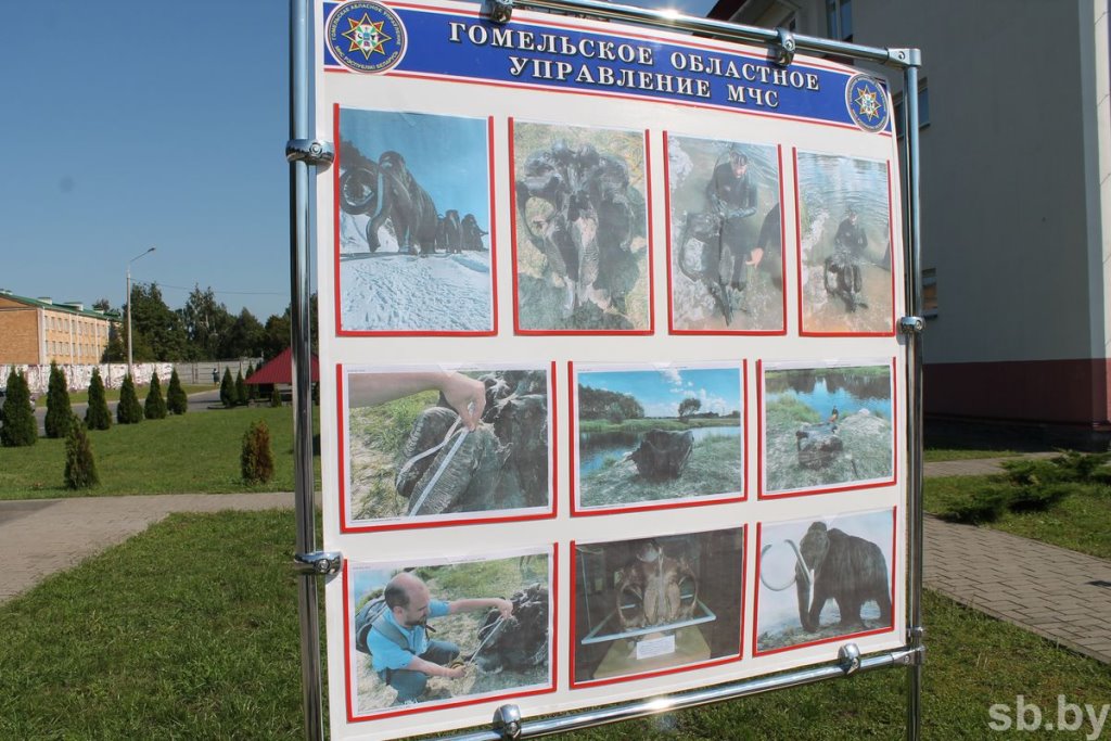 Найденному в Ветковском районе черепу мамонта больше 20 тысяч лет