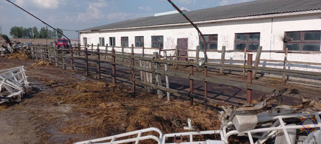 В Пружанском районе при пожаре погибли 16 телят