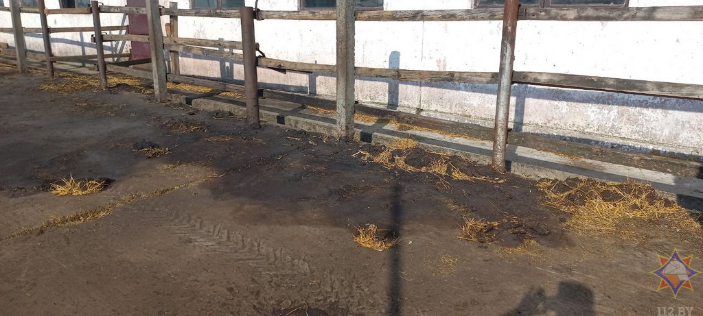 В Пружанском районе при пожаре погибли 16 телят