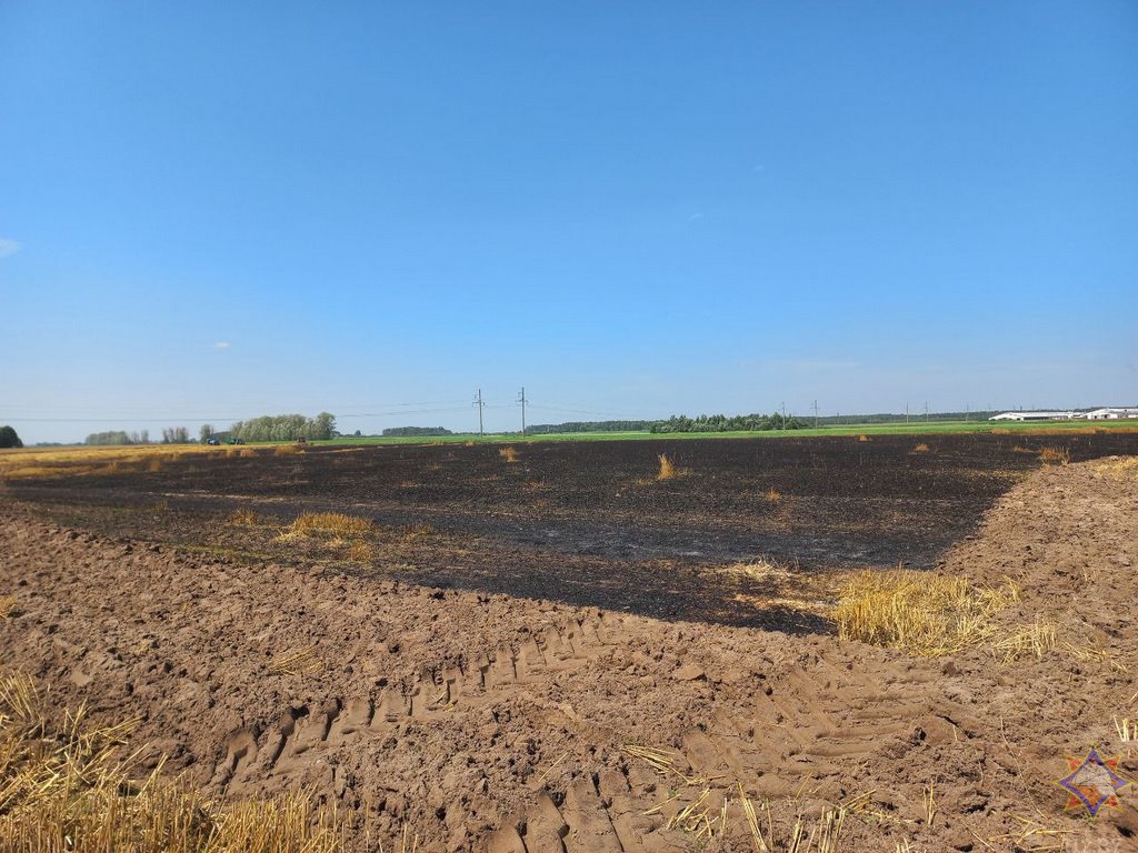 В Дрогичинском районе спасены 60 га посевов озимой пшеницы