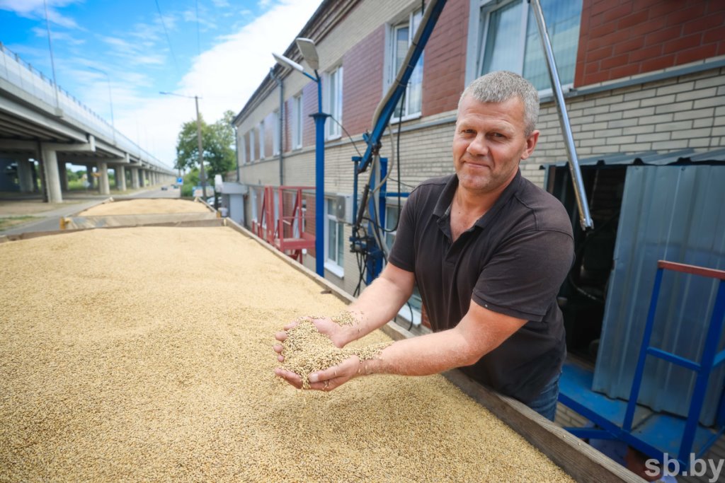 Приемка зерновых в Бресте. Фоторепортаж
