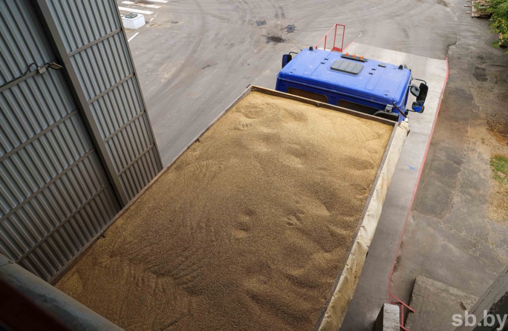 Приемка зерновых в Бресте. Фоторепортаж