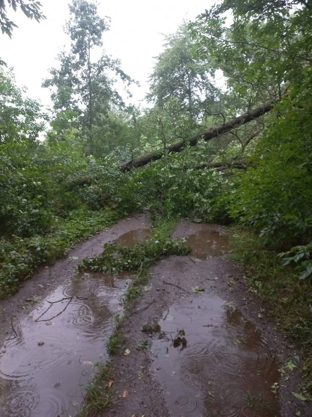 В МЧС рассказали, что натворила непогода в Брестской области
