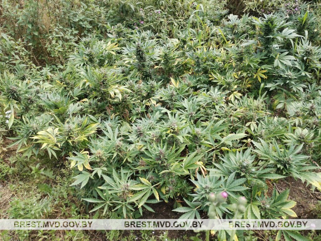 У жителя Бреста изъято более полутора килограмм марихуаны